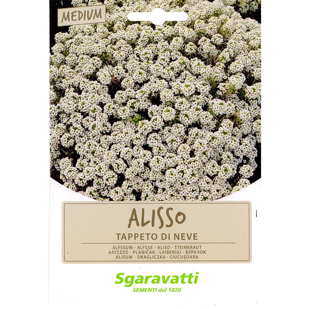 Semi per prato universale alisso bianco – tappeto di neve Sgaravatti