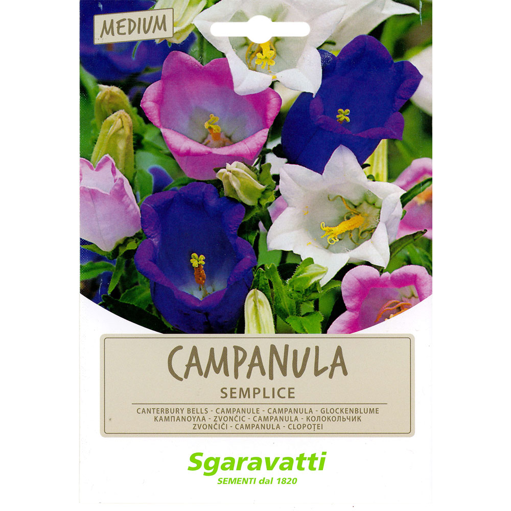 Semi per prato universale campanula semplice Sgaravatti