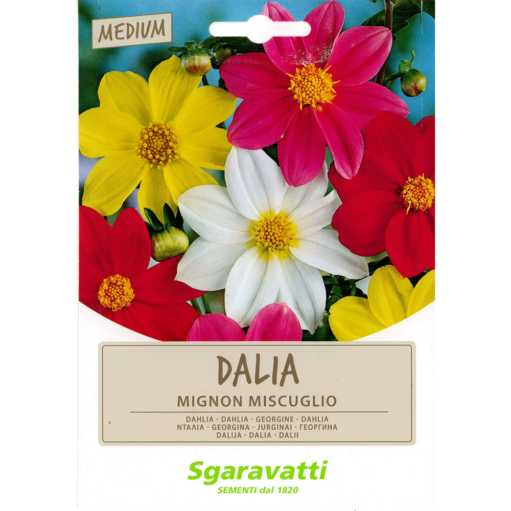Semi per prato universale dahlia mignon Sgaravatti