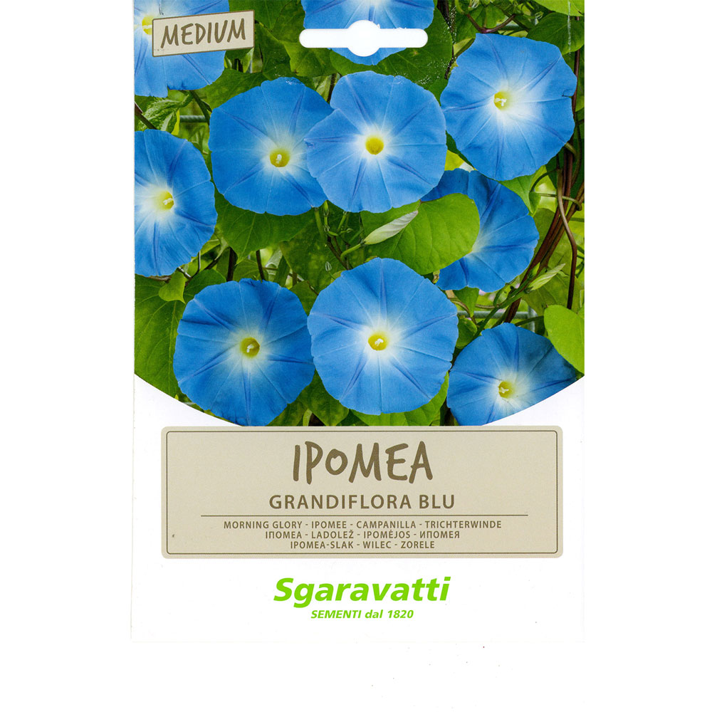 Semi per prato universale ipomea grandiflora blu Sgaravatti