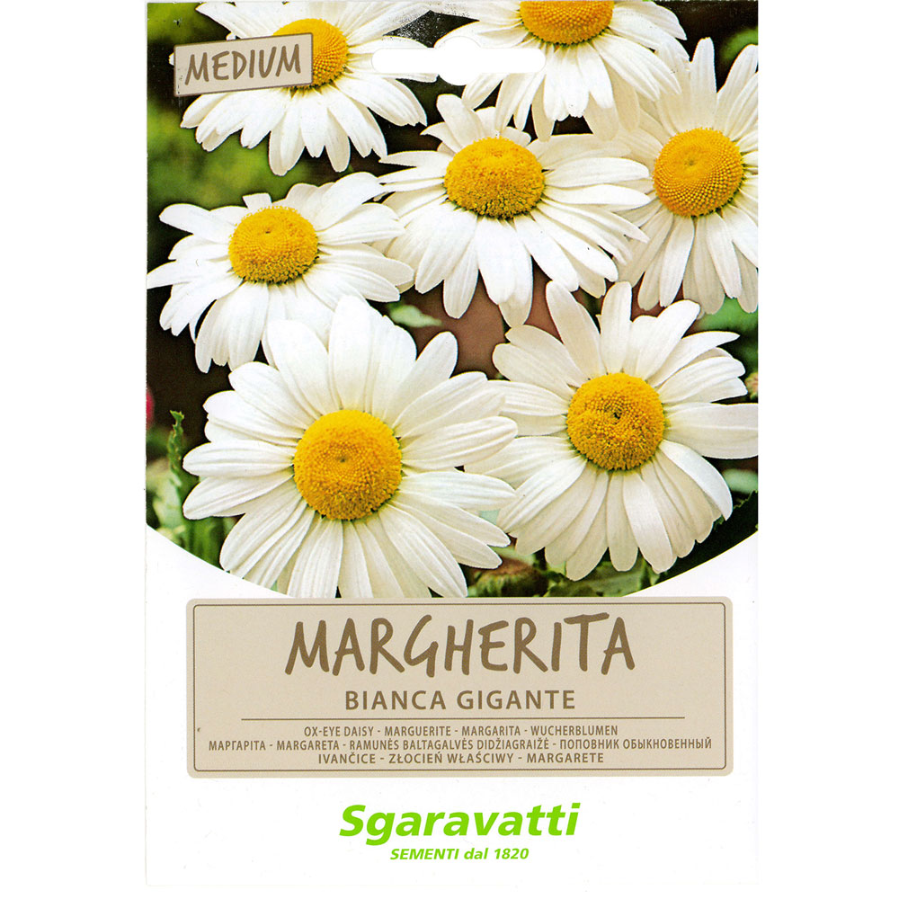 Semi per prato universale margherita bianca gigante Sgaravatti