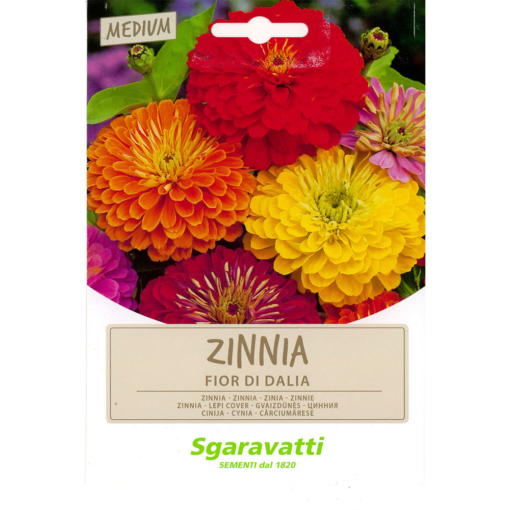 Semi per prato universale zinnia fior di dahlia Sgaravatti