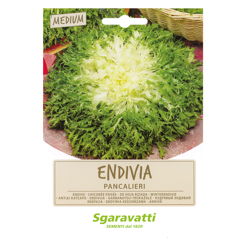 Semi per ortaggi e vegetali endivia riccia pancalieri Sgaravatti