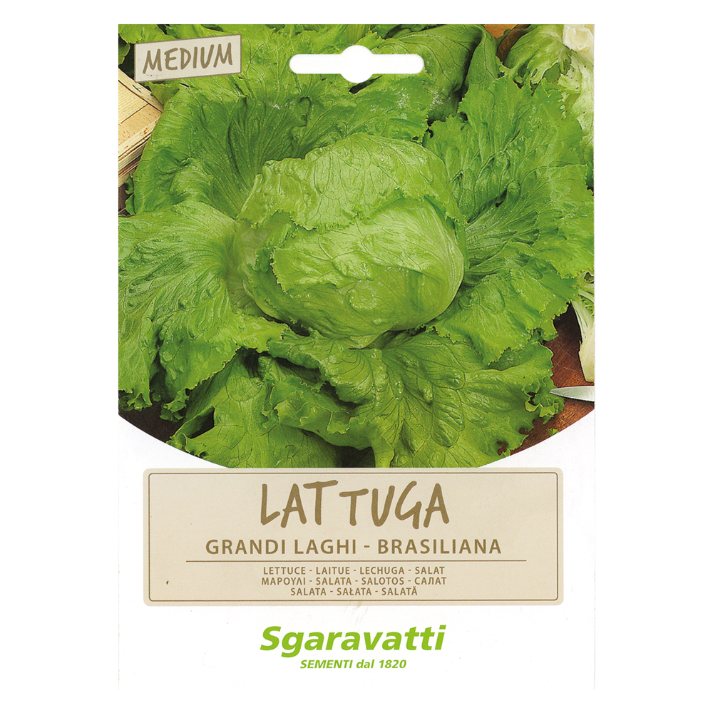 Semi per ortaggi e vegetali lattuga grandi laghi – brasiliana Sgaravatti