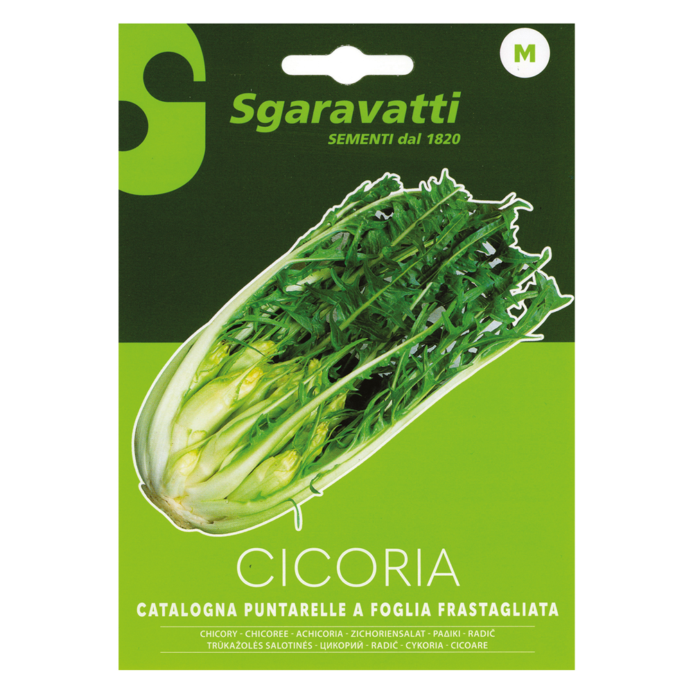 Semi per ortaggi e vegetali cicoria catalogna puntarelle frastagliate Sgaravatti